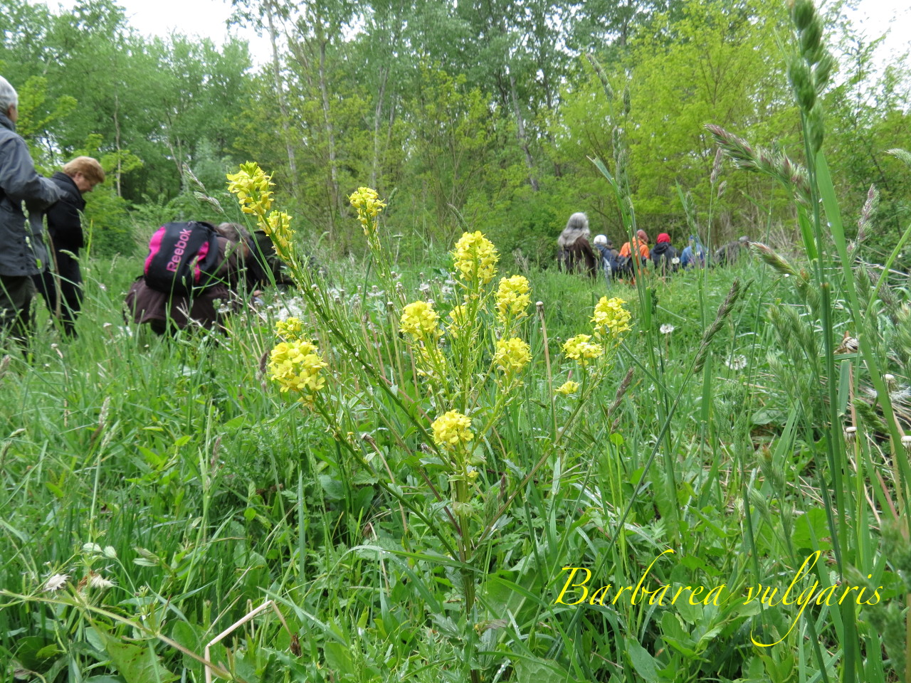 Barbarea vulgaris 4016t